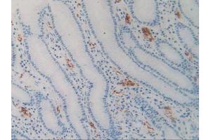 Figure. (SIRPA 抗体  (AA 105-324))