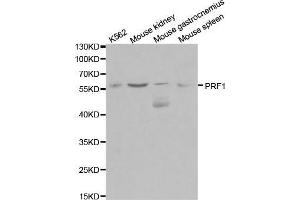 Western blot analysis of extracts of various cell lines, using PRF1 antibody. (Perforin 1 抗体  (AA 280-555))