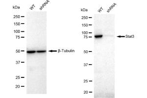 Western blotting analysis using Stat3 antibody (ABIN7800343).