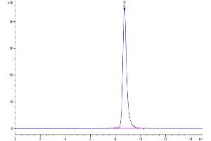Size-exclusion chromatography-High Pressure Liquid Chromatography (SEC-HPLC) image for Ephrin A3 (EFNA3) (AA 23-213) protein (His tag) (ABIN7274514)