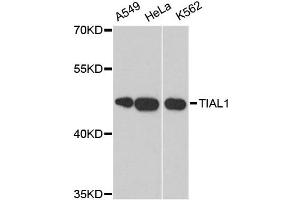 Western blot analysis of extracts of various cell lines, using TIAL1 antibody. (TIAL1 抗体)