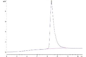 The purity of Mouse OSM is greater than 95 % as determined by SEC-HPLC. (Oncostatin M Protein (OSM) (AA 25-206) (His tag))