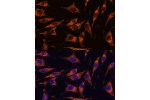 Immunofluorescence (IF) image for anti-Ras Association (RalGDS/AF-6) and Pleckstrin Homology Domains 1 (RAPH1) (AA 1-240) antibody (ABIN7269856)