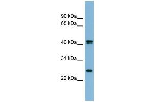 WB Suggested Anti-FETUB Antibody Titration:  0. (FETUB 抗体  (N-Term))