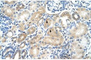 Immunohistochemical staining (Formalin-fixed paraffin-embedded sections) of human kidney with MAT1A polyclonal antibody . (MAT1A 抗体  (AA 21-70))