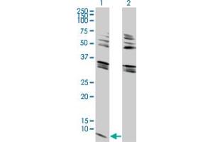 Western Blot analysis of GNG2 expression in transfected 293T cell line by GNG2 monoclonal antibody (M03), clone 4C8. (GNG2 抗体  (AA 1-71))