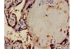 Immunohistochemistry of paraffin-embedded human placenta tissue using ABIN7169304 at dilution of 1:100