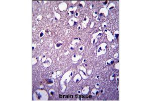DCTN4 Antibody (N-term) (ABIN657377 and ABIN2846423) immunohistochemistry analysis in formalin fixed and paraffin embedded human brain tissue followed by peroxidase conjugation of the secondary antibody and DAB staining. (Dynactin 4 抗体  (N-Term))
