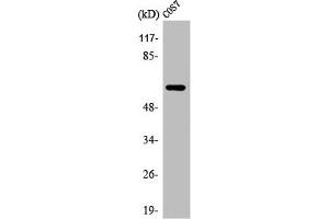 Western Blot analysis of COS7 cells using Arylsulfatase I Polyclonal Antibody (Arylsulfatase I 抗体  (Internal Region))