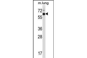 Mouse Mknk2 Antibody (N-term) (ABIN657843 and ABIN2846804) western blot analysis in mouse lung tissue lysates (35 μg/lane). (MKNK2 抗体  (N-Term))
