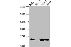 Western Blot Positive WB detected in: Hela whole cell lysate, MCF-7 whole cell lysate, HepG2 whole cell lysate, A549 whole cell lysate All lanes: IFITM2 antibody at 4. (IFITM2 抗体  (AA 1-56))