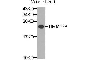 Western blot analysis of extracts of mouse heart, using TIMM17B antibody (ABIN5974909) at 1/1000 dilution. (TIMM17B 抗体)