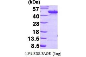 Figure annotation denotes ug of protein loaded and % gel used. (ENO1 Protein (AA 1-434))