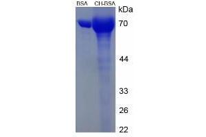 Image no. 1 for Cholesterol (CH) protein (BSA) (ABIN1880308) (Cholesterol Protein (CH) (BSA))