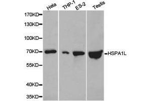 Western Blotting (WB) image for anti-Heat Shock 70kDa Protein 1-Like (HSPA1L) antibody (ABIN1873096) (HSPA1L 抗体)