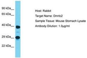 Image no. 1 for anti-DMRT-Like Family C2 (DMRTC2) (AA 280-329) antibody (ABIN6750278) (DMRTC2 抗体  (AA 280-329))