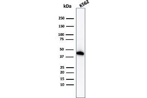 Western Blot Analysis of K562 cell lysate using Glycophorin A Rabbit Recombinant Monoclonal Antibody (GYPA/1725R). (Recombinant CD235a/GYPA 抗体)