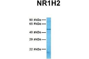 Host:  Rabbit  Target Name:  NR1H2  Sample Tissue:  Human 721_B  Antibody Dilution:  1. (NR1H2 抗体  (N-Term))