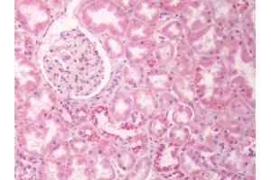 Human Kidney: Formalin-Fixed, Paraffin-Embedded (FFPE) (G Protein-Coupled Receptor 133 抗体  (Cytoplasmic Domain))