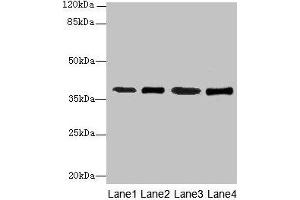 Western blot All lanes: SFXN4 antibody at 0. (Sideroflexin 4 抗体  (AA 2-110))