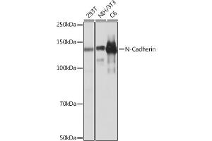 Western blot analysis of extracts of various cell lines, using N-Cadherin antibody (ABIN7265999) at 1:1000 dilution. (N-Cadherin 抗体)