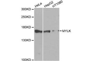 Western blot analysis of extracts of various cell lines, using MYLK antibody. (MYLK 抗体  (AA 1765-1914))
