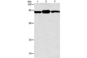 Western Blot analysis of Mouse brain and skin tissue, 293T cell using CAPN2 Polyclonal Antibody at dilution of 1:200 (Calpain 2 抗体)