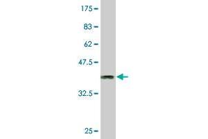 Western Blot detection against Immunogen (36. (CLK3 抗体  (AA 36-136))