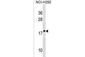 RPS17L Antibody (Center) (ABIN1538618 and ABIN2850519) western blot analysis in NCI- cell line lysates (35 μg/lane). (RPS17L 抗体  (AA 77-103))