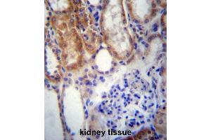 SUSD2 Antibody (C-term) immunohistochemistry analysis in formalin fixed and paraffin embedded human kidney tissue followed by peroxidase conjugation of the secondary antibody and DAB staining. (SUSD2 抗体  (C-Term))