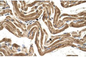 Human Muscle; FICD antibody - C-terminal region in Human Muscle cells using Immunohistochemistry (FICD 抗体)