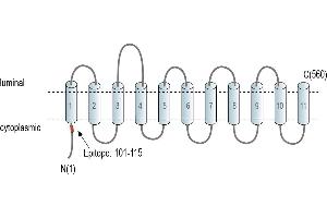 anti-Solute Carrier Family 38, Member 9 (SLC38A9) (AA 101-115), (Intracellular), (N-Term) antibody