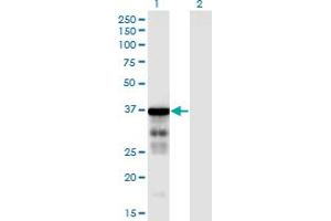 CLUAP1 anticorps  (AA 1-247)