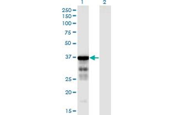 CLUAP1 anticorps  (AA 1-247)