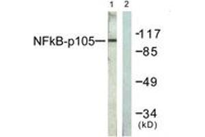 Western blot analysis of extracts from HeLa cells, treated with TNF-a 20ng/ml 5', using NF-kappaB p105/p50 (Ab-927) Antibody. (NFKB1 抗体  (AA 896-945))