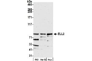 Western Blotting (WB) image for anti-Elongation Factor, RNA Polymerase II, 2 (ELL2) (AA 400-450) antibody (ABIN7450207)