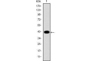 Western blot analysis using KRT19 mAb against human KRT19 (AA: 115-269) recombinant protein. (Cytokeratin 19 抗体)