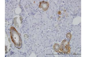 Immunoperoxidase of monoclonal antibody to FXYD2 on formalin-fixed paraffin-embedded human salivary gland. (FXYD2 抗体  (AA 1-64))