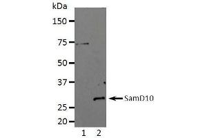 Western Blotting (WB) image for anti-Sterile alpha Motif Domain Containing 10 (SAMD10) (full length) antibody (ABIN2443897) (SAMD10 抗体  (full length))