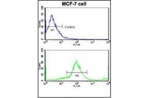 Flow Cytometric analysis of MCF-7 cells using HER2/ErbB2 Antibody (N-term) Cat. (ErbB2/Her2 抗体  (N-Term))