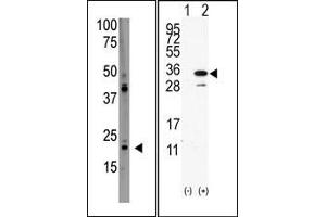 Image no. 1 for anti-PDGFA Associated Protein 1 (PDAP1) (C-Term) antibody (ABIN358748) (PDAP1 抗体  (C-Term))