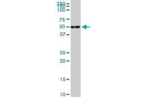 MAPK9 monoclonal antibody (M05), clone 1D6. (JNK2 抗体  (AA 321-424))