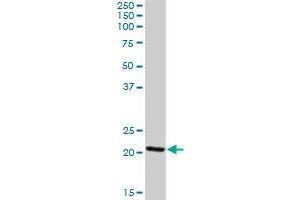 ISOC2 MaxPab polyclonal antibody. (ISOC2 抗体  (AA 1-205))