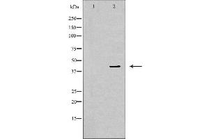 Western blot analysis of NIH-3T3 cell lysate, using MAPK1 Antibody. (ERK2 抗体  (Internal Region))