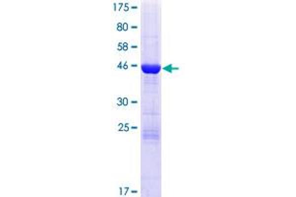 HDDC2 Protein (AA 1-204) (GST tag)