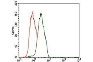 Flow cytometric analysis of Jurkat cells using C17ORF53 mouse mAb (green) and negative control (red). (C17orf53 抗体  (AA 282-527))