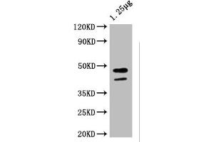 Western Blot Positive WB detected in: Escherichia coli lysate All lanes: ompF antibody at 1:4000 Secondary Goat polyclonal to rabbit IgG at 1/50000 dilution Predicted band size: 44 kDa Observed band size: 44 kDa (MalE (AA 27-396) 抗体)