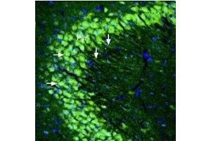 Expression of kainate receptor GluK5 in mouse hippocampus - Immunohistochemical staining of perfusion-fixed frozen mouse brain sections using Anti-GRIK5 (GluK5) (extracellular) Antibody (ABIN7043241, ABIN7044382 and ABIN7044383), (1:300), followed by goat-anti-rabbit-Alexa-488.