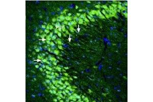 Expression of kainate receptor GluK5 in mouse hippocampus - Immunohistochemical staining of perfusion-fixed frozen mouse brain sections using Anti-GRIK5 (GluK5) (extracellular) Antibody (ABIN7043241, ABIN7044382 and ABIN7044383), (1:300), followed by goat-anti-rabbit-Alexa-488. (GRIK5 抗体  (Extracellular, N-Term))