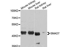 Western blot analysis of extracts of various cell lines, using SMAD7 antibody (ABIN6290931) at 1:1000 dilution. (SMAD7 抗体)